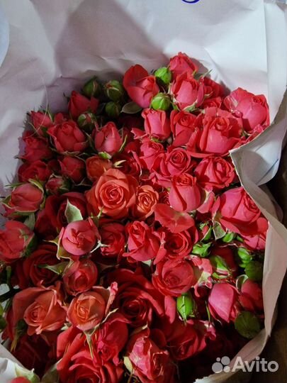 Кустовые, пионовидные розы