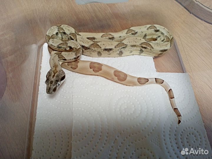 Императорский удав самец