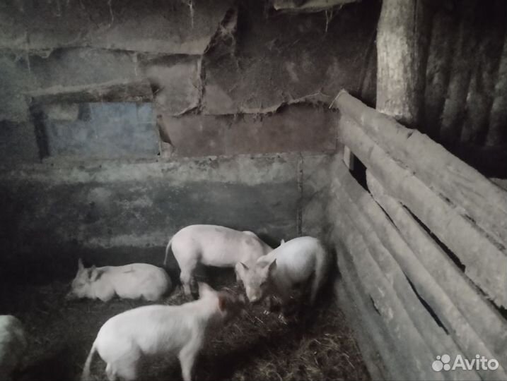 Поросята