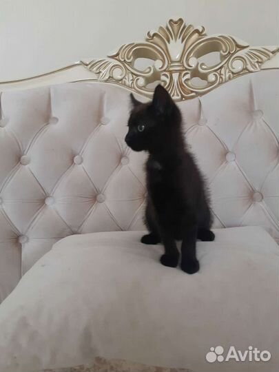 Изящная Сулико 2мес приученная