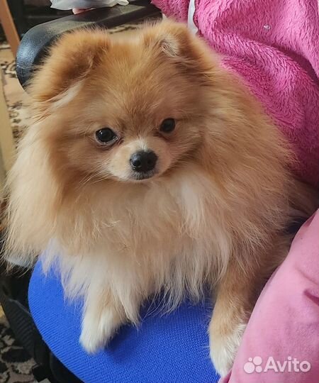 Продам шпица