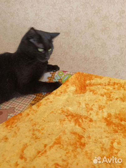 Кошечка ищет дом