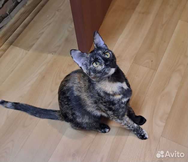 Котенок девочка