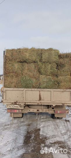 Сено(кастёр)