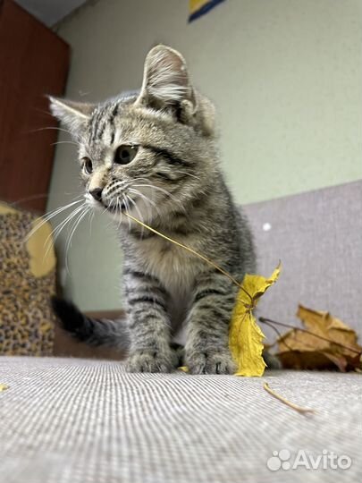 Котенок Валера 2 месяца