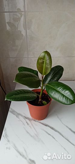 Фикусы разные