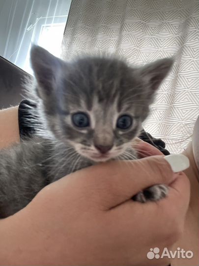 Котята в добрые руки 1 месяц