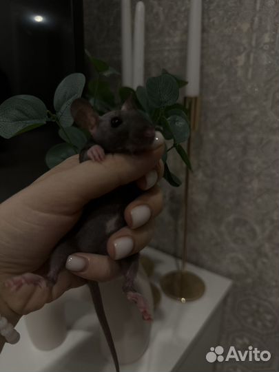 Декоративные крысята