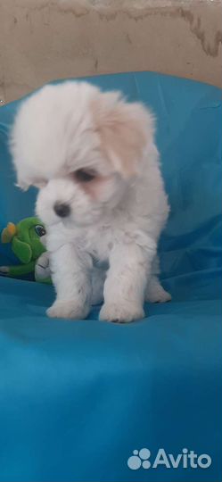 Мальтезе девочка документы РКФ