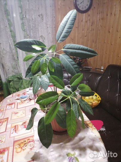 Живые цветы в горшках