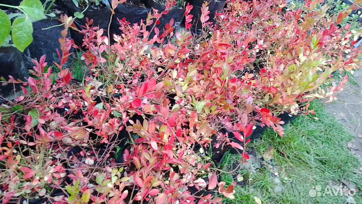 Саженцы черники