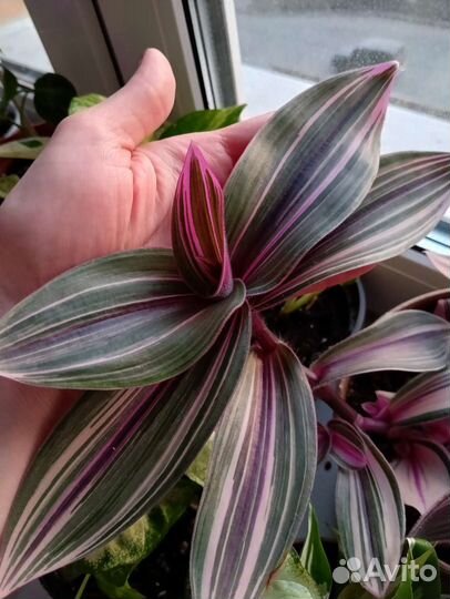 Традесканция Blossfeldiana pink furry