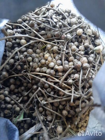 Семена кинзы