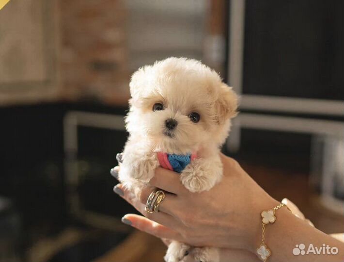 Мальтипу f1 девочки и мальчики микро