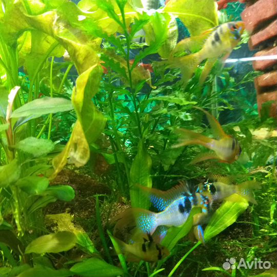 Апистограмма (микрогеофагус) рамирези