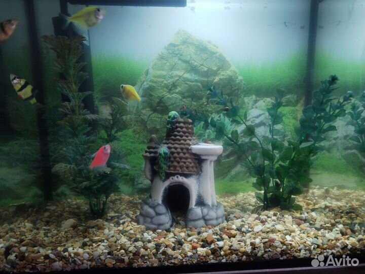 Аквариум 25л с рыбками и всем содержимым