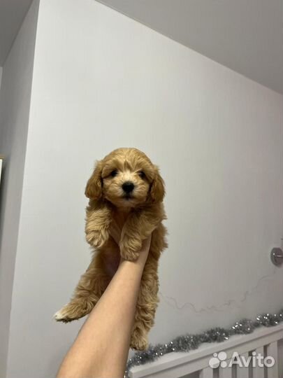 MaltiPoo элитные малыши