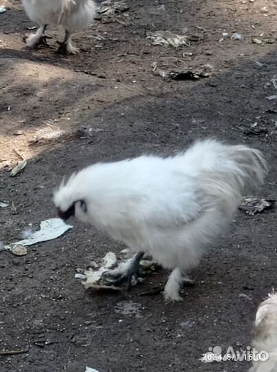 Петушки китайские шёлковые