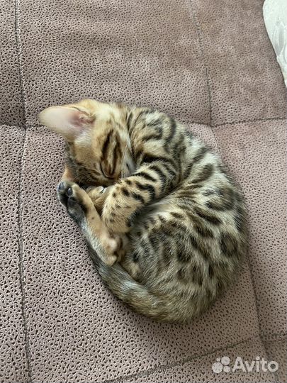 Бенгальские котята