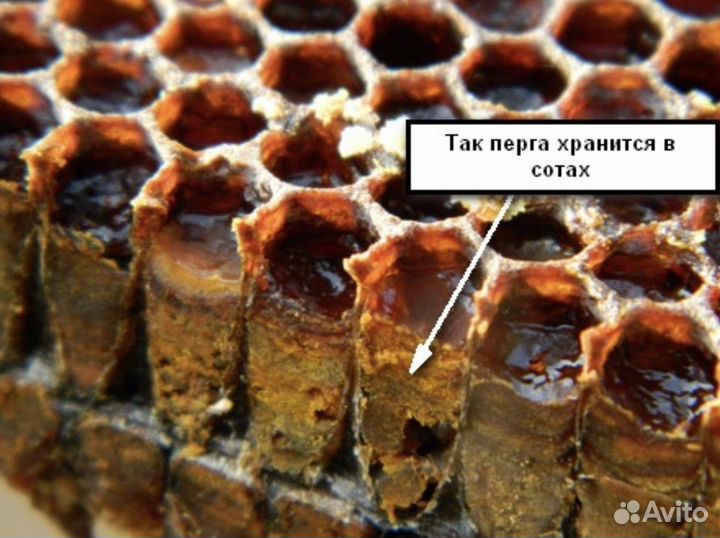 Перга (живая) с медом