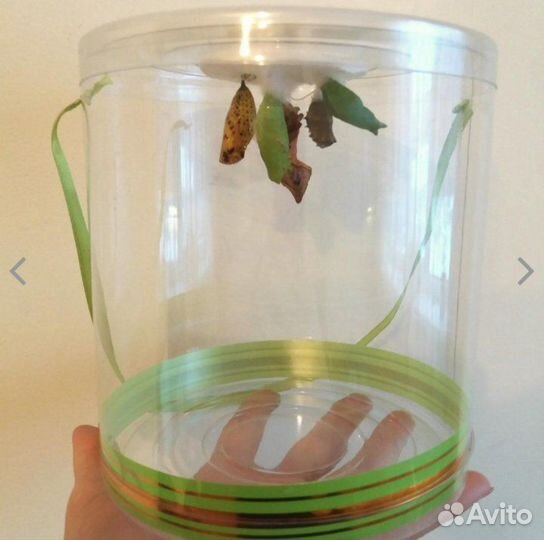 Детская Миниферма Тропических Бабочек ф/б-20