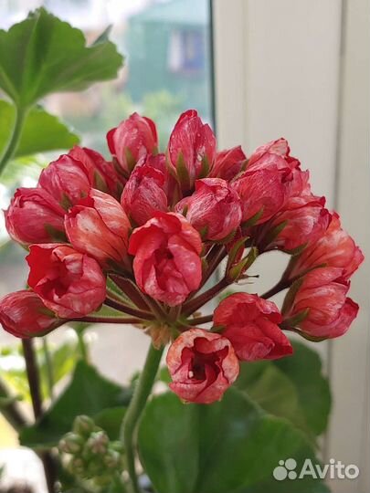 Пеларгония герань тюльпановидная Victoria Andrea