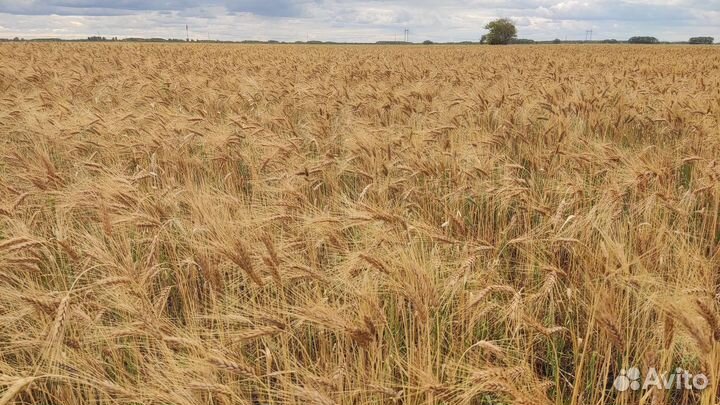 Пшеница твердая