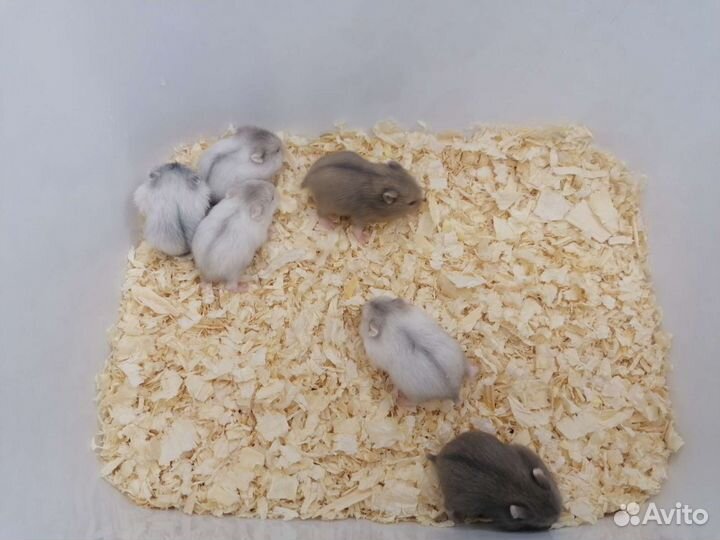 Джунгарский хомяк