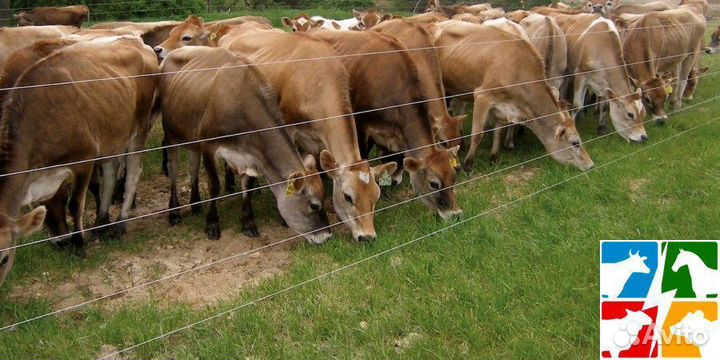 Электропастух