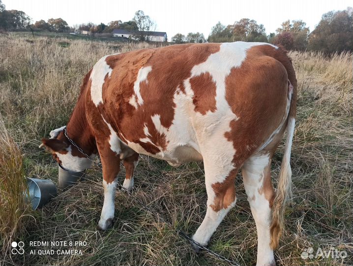 Продам телку