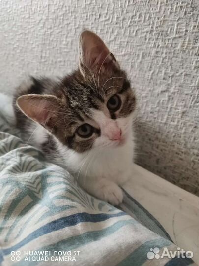 Кошка в дар