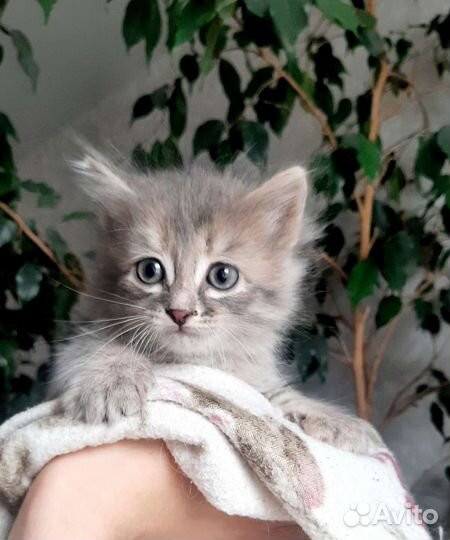 Кошка в дар бесплатно