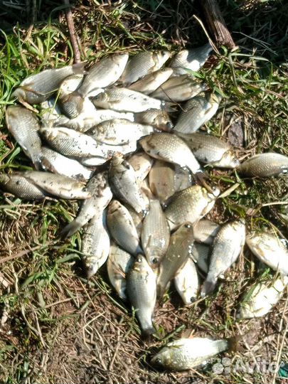 Продаю Мальков карасей