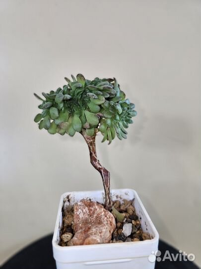 Aeonium sedifolium cristata