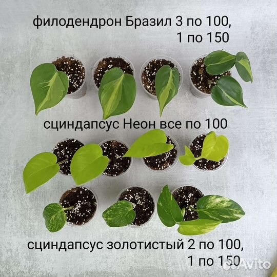 Филодендрон, эпипремнум, сциндапсус и другие