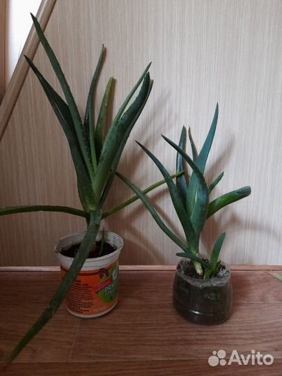 Алоэ-вера отдам