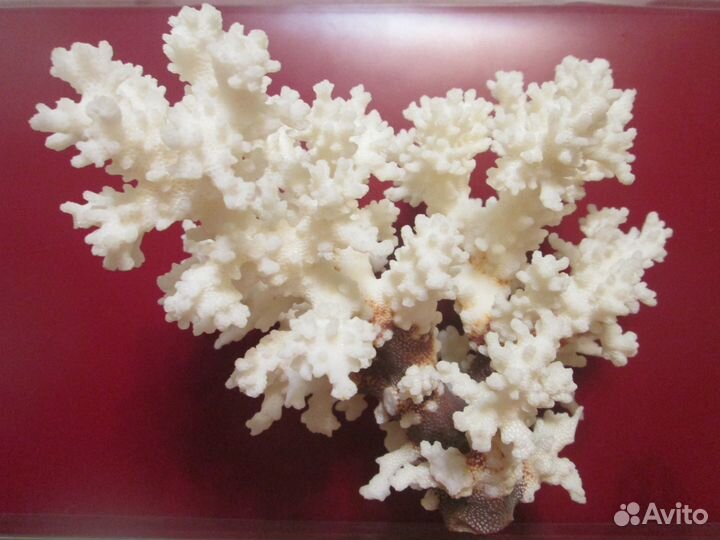 Коралл 15 x 20 см