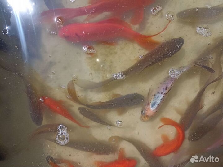 Живая рыба для пруда