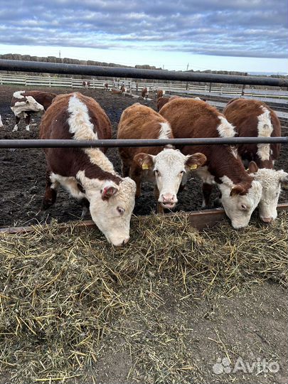 Племенные нетели