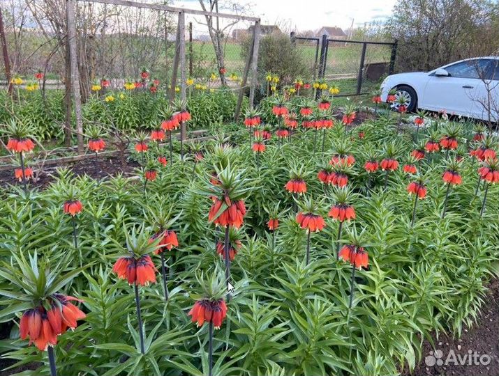 Рябчик императорский жёлтый, оранжевый