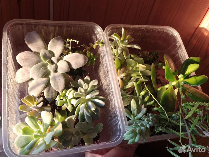 Растения для садика крупные