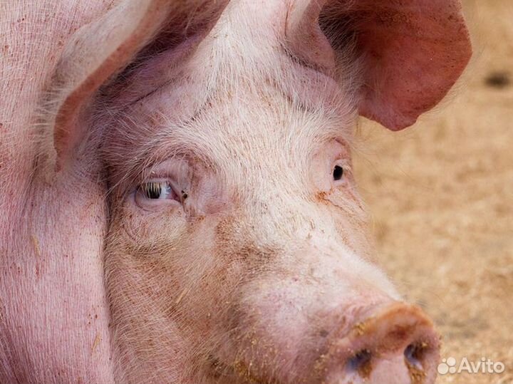 Продам свинью