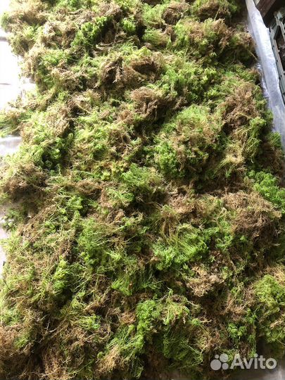 Мох Сфагнум