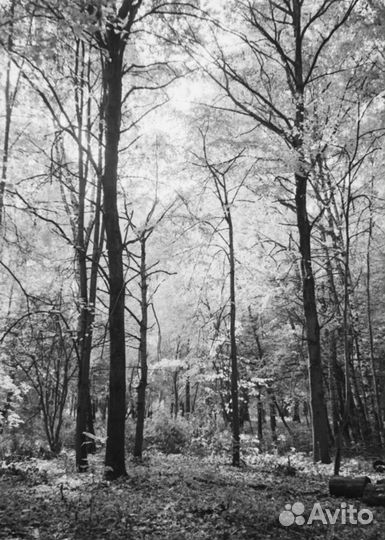 Фотоплёнка ч/б 35 мм продам. Помогу проявить