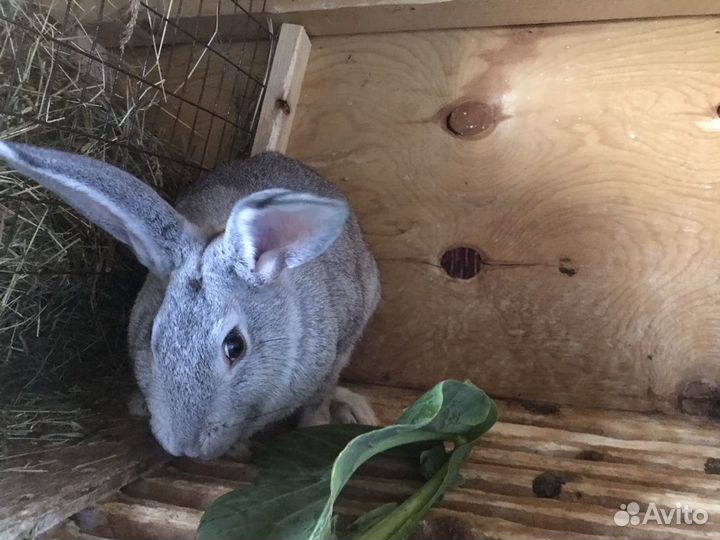 Кролики породы Советская шишнилла