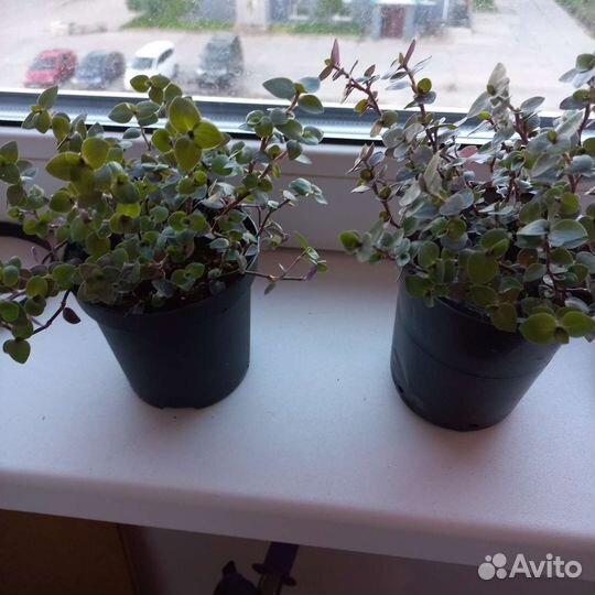 Каллизия
