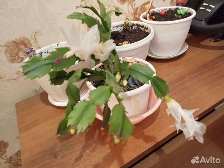 Комнатные цветы