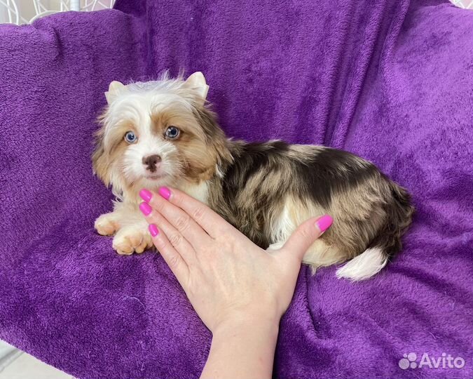 Эксклюзивный йорк с 2 голубыми глазами девочка