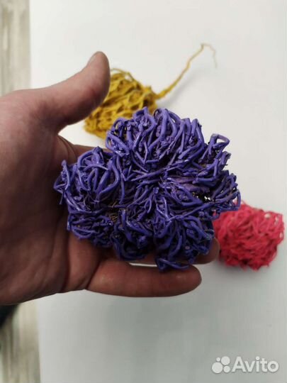 Комнатные растения цветы