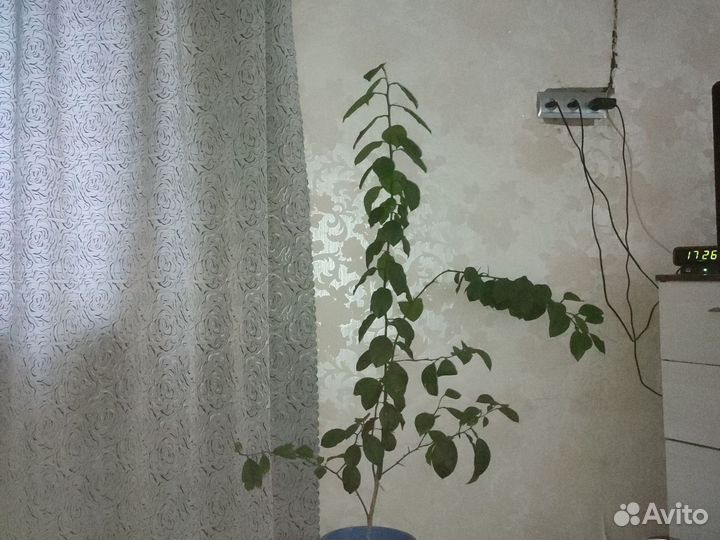 Лимон